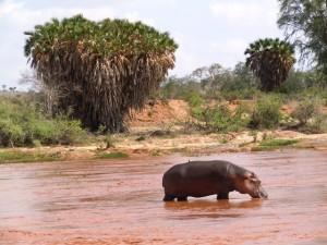 Una vacanza tra le vette del Kilimanjaro e le spiagge bianche. Non solo mare e natura, ma anche…storia e archeologia in Kenya.