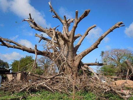 Una vacanza tra le vette del Kilimanjaro e le spiagge bianche. Non solo mare e natura, ma anche…storia e archeologia in Kenya.