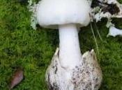 amanita verna