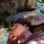 Staffy, il bull terrier che da 6 anni vive con Dylan in coma dalla nascita