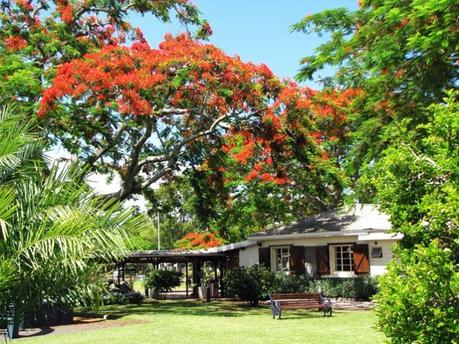 Flamboyant, Mauritius