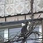 Mamma gatta salta sugli alberi tenendo il suo cucciolo in bocca (video)