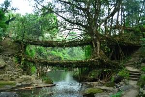 Living Root Bridges: i Ponti Viventi di Nongriat, India