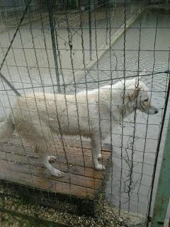 Il maltempo colpisce il Canile comunale di Pescara – Cani, gatti e cavalli messi in salvo dai volontari. Medesima situazione a Chieti e Francavilla