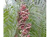 Oggi nella rubrica: Pepe nero dintorni