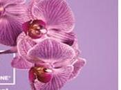 Pantone docet: colore dell’anno 2014 sarà radiant orchid!