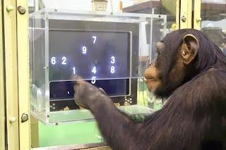 Animali meno intelligenti dell'uomo? Niente affatto! intelligenza animale
