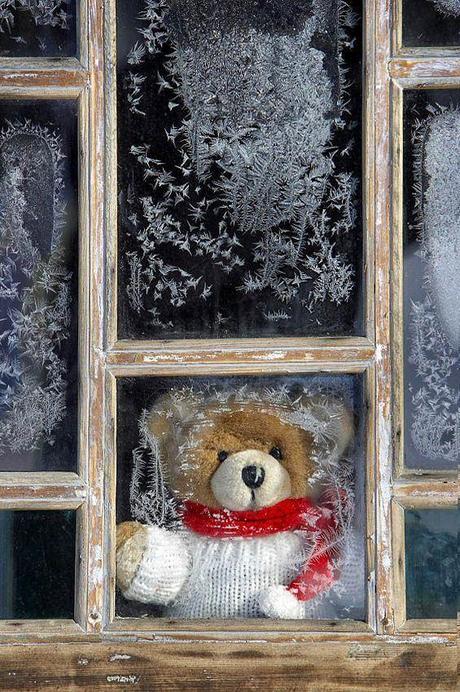 winter-bear