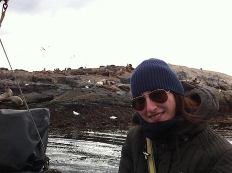 Leoni marini, Canale di Beagle - Terra del Fuoco, Argentina