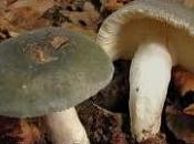 russula cyanoxantha