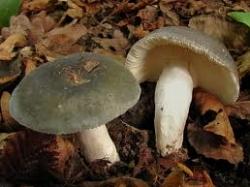 russulacyanoxantha1-1