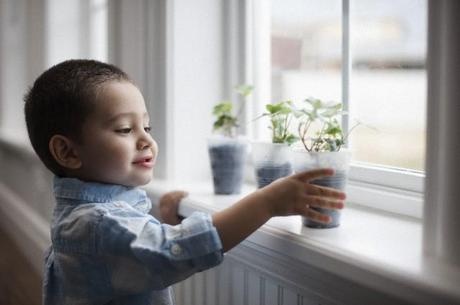 Le piante di casa: possono essere pericolose per i tuoi bambini