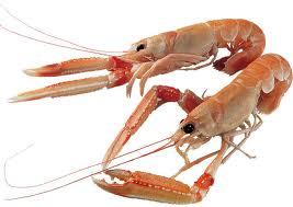 Scampi