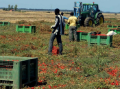 Caporalato, casertano lavoro