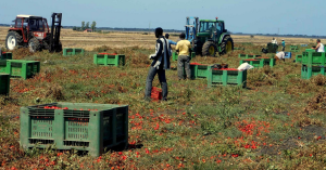 La raccolta dei pomodori in un terreno pugliese (padernoforum.blogspot.com)