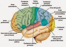 IL CERVELLO: MACCHINA INCREDIBILE