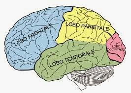 IL CERVELLO: MACCHINA INCREDIBILE