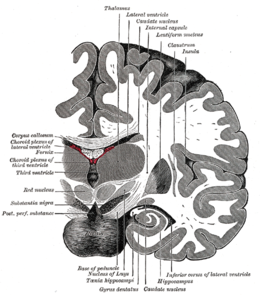 IL CERVELLO: MACCHINA INCREDIBILE