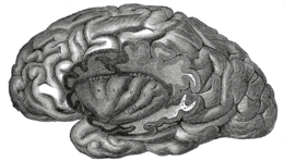 IL CERVELLO: MACCHINA INCREDIBILE