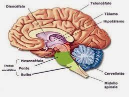 IL CERVELLO: MACCHINA INCREDIBILE