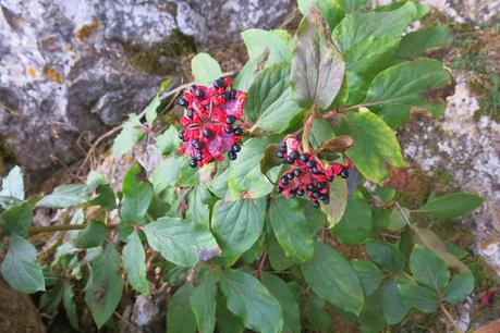 Paeonia Morisii   sul Monte Corrasi