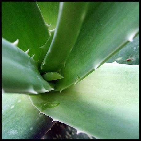 aloe_vera1