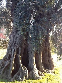 Le aree agricole della Regione Puglia ad elevata valenza naturalistica