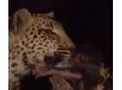 Leopardo adotta piccolo babbuino dopo aver ucciso madre (Video)