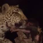 Leopardo adotta il piccolo babbuino dopo aver ucciso la madre (Video)