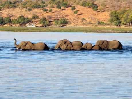 Elefanti, fiume Chobe - Botswana