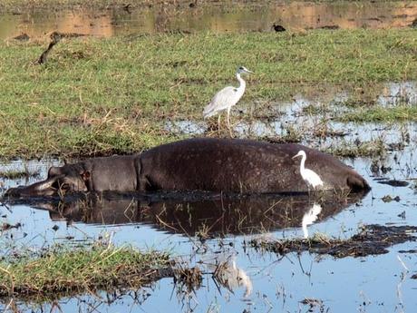 Ippopotamo, fiume Chobe - Botswana