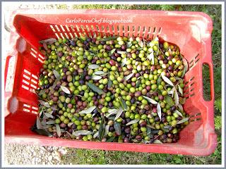 SUL CAMPO: il nostro olio extravergine toscano