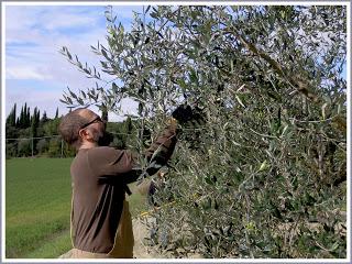 SUL CAMPO: il nostro olio extravergine toscano