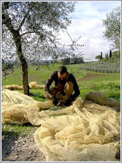 SUL CAMPO: il nostro olio extravergine toscano