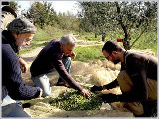 SUL CAMPO: il nostro olio extravergine toscano