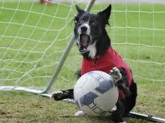 cane portiere