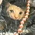 Gatti sull’albero di natale: la compilation (Video)