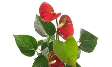 anthurium