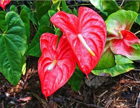 Anthurium rosso - immagine tratta dal web