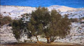 Riserva della Biosfera di El-Omayed