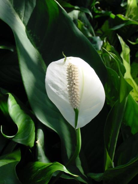 Spathiphyllum