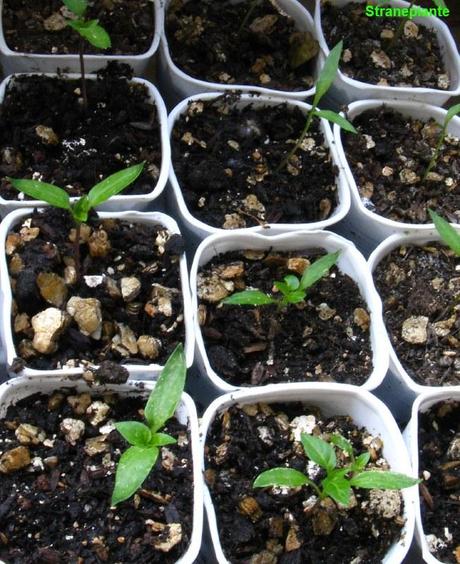 Semina habanero e altri peperoncini che richiedono un periodo vegetativo lungo