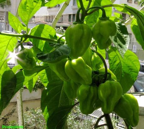 Semina habanero e altri peperoncini che richiedono un periodo vegetativo lungo