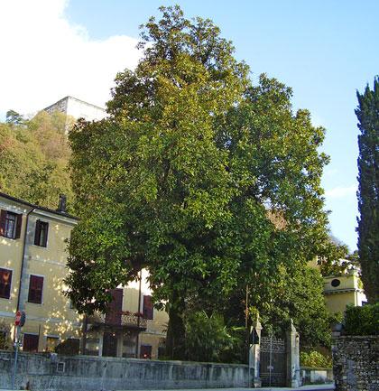 Alberi monumentali, 