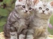 volontario ogni gatti alessandrini