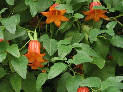 CANARINA CANARIENSIS