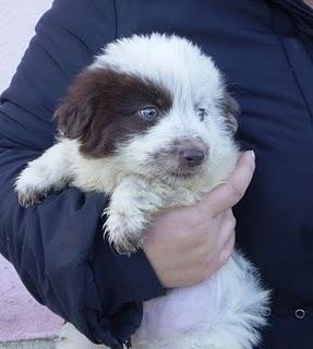 BANDITO, CUCCIOLO INCROCIO MAREMMANO CERCA CASA URGENTEMENTE - ROMA