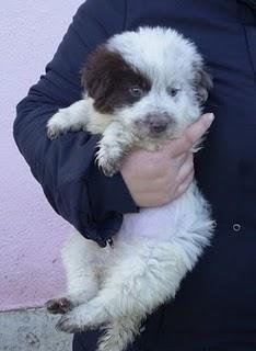 BANDITO, CUCCIOLO INCROCIO MAREMMANO CERCA CASA URGENTEMENTE - ROMA