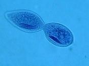 Ricercatore crea videogames basati organismi viventi