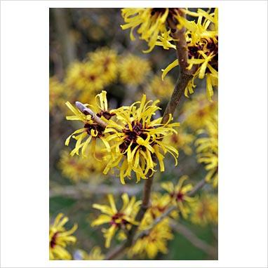 Giardino d’inverno: le fioriture degli Hamamelis.